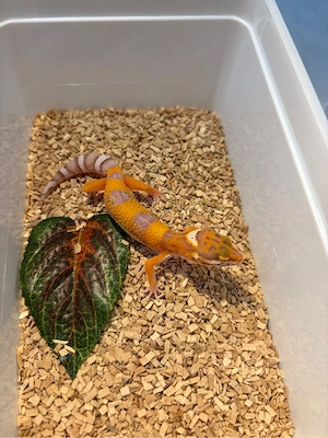0.1 Pastel Tangerine Bell Het Eclipes Red Devil Line 