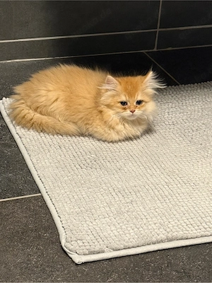Babykatzen BLH Golden