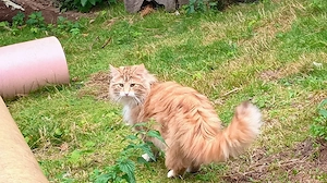 Norwegische Waldkatze, Kater abzugeben!