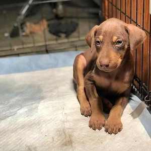 Entzückende Dobermann-Welpen für liebevolle Familien