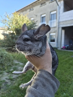 Chinchilla suchen ein neues Zuhause