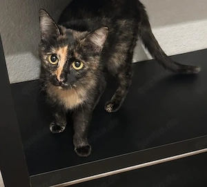 Sindy, 1 Jahr, lieb, schildpatt