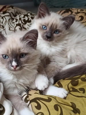 Heilige Birma Katerchen 