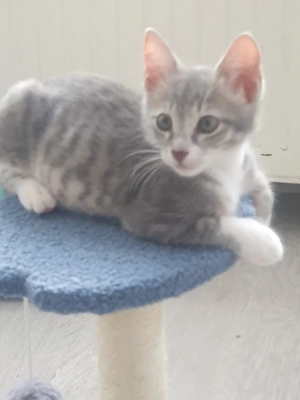 Kitten Männlich 