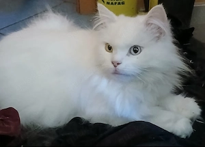 Eine besondere Katze sucht einen besonderen Menschen 