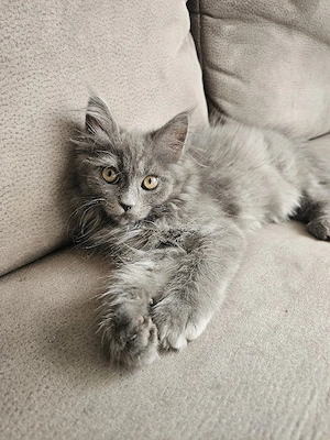 Einzigartige Maine Coon's Kitten    
