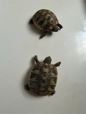 Landschildkröten