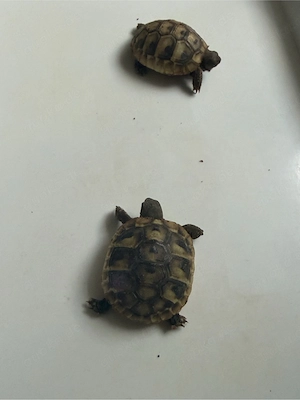 Landschildkröten