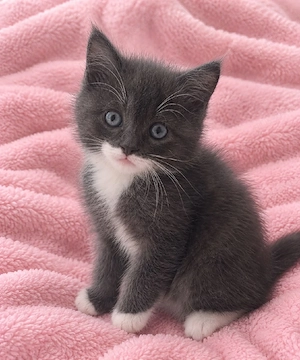 Vier süße Katzenbabys suchen ein liebevolles Zuhause