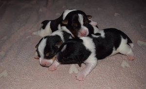 jack Russel Welpen 