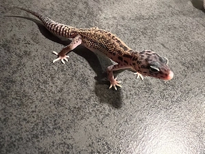 leopardgecko jungtier ms eclips weibchen 
