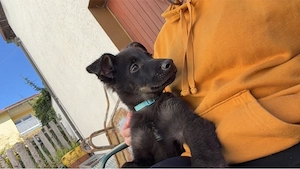 bordercollie schäferhund mix 
