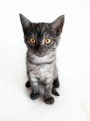 Süße Britisch Kurzhaar Kitten suchen ein liebevolles Zuhause