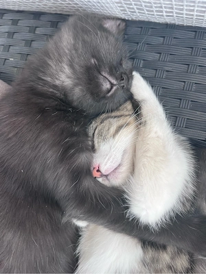 Kätzchen, Katzenbabys, Kitten 