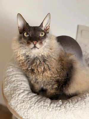 Don Sphynx 4j, weibl. kastriert 
