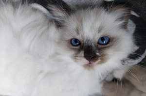 Ragdoll Kitten sucht liebevolles Zuhause 
