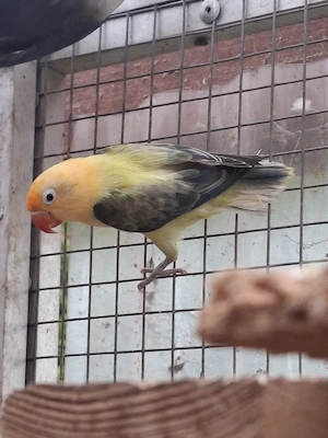 Pfirsichköpfchen 
