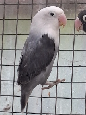 Pfirsichköpfchen 
