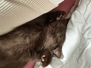    Süße BKH-Kitten suchen ein liebevolles Zuhause   