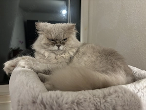 BLH Katze Britisch Langhaar