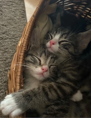 Babykatzen zu verkaufen 
