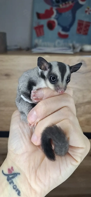 Sugar glider classik männnlich