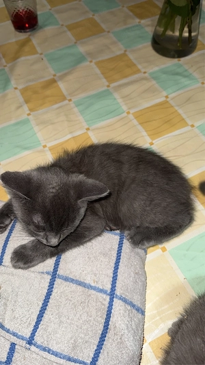 BKH kater 