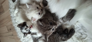   Bkh Mix Kitten  