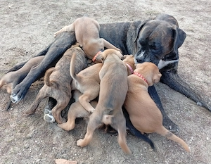 Boxerwelpen x Working Kelpie 