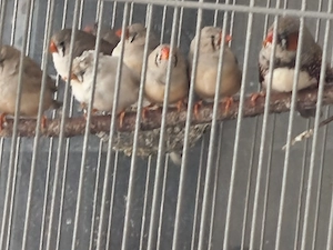 gebe Zebrafinken ab