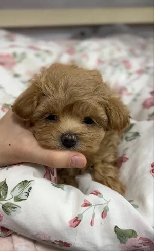 Süßes Maltipoo-Mädchen