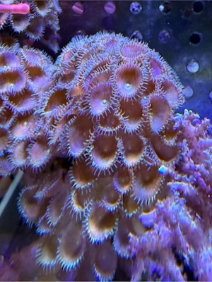 Meerwasser Koralle Krustenanemone
