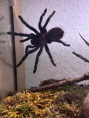 Pterinopelma sazimai mit Terrarium