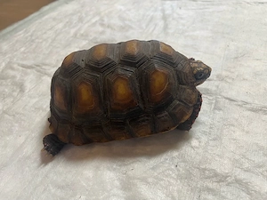 Köhlerschildkröten