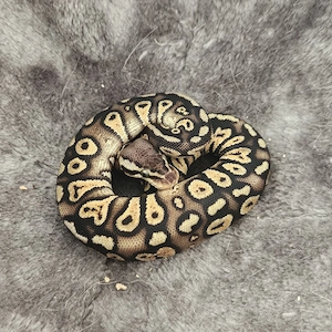 Bestandsauflösung Königspython ( Clown , Pied)