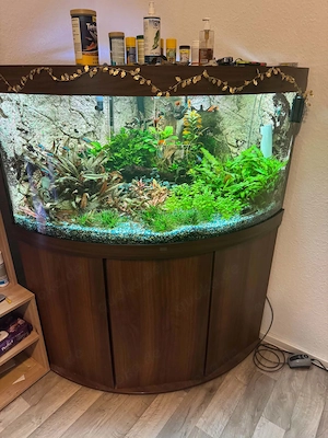 Komplettes 350L Eckaquarium Juwel Trigon mit Profi-Ausstattung zu verkaufen