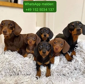 liebevoller dackelwelpe sucht sein für-immer-zuhause