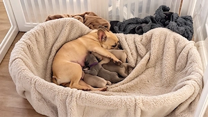 Französische Bulldoggen 