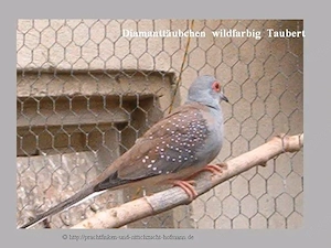 Diamanttäubchen wildfarbig