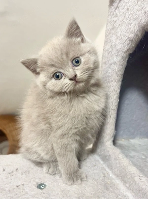 3 BKH Kitten Abgabe bereit! 
