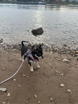 Chihuahua weibchen 6 monate  