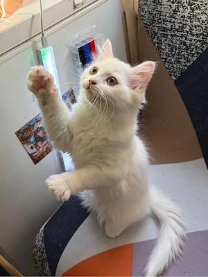 Zuckersüßes BKH-Mix Kitten (Leo) sucht ein neues Zuhause!