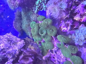 Schöne Weichkorallen   Ableger aus privater Aquariumnachzucht