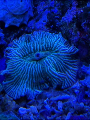 Meerwasser Scheibenanemone