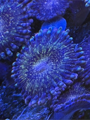 Meerwasser Koralle Krustenanemone