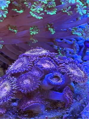 Meerwasser Krustenanemone  abzugeben
