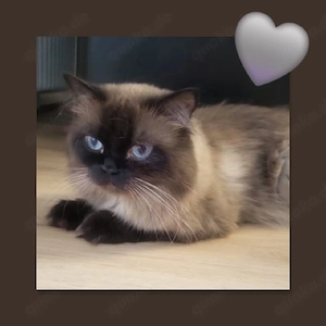 Reinrassiger Blh Kater 2 Jahre alt total verschmust und super kinderlieb 