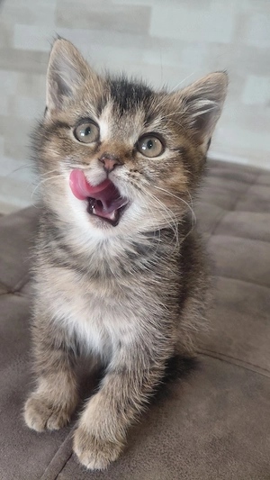 Sofort abgabebereit!   Britisch Kurzhaar (BKH) Kitten 2 Mädchen & 1 Junge 