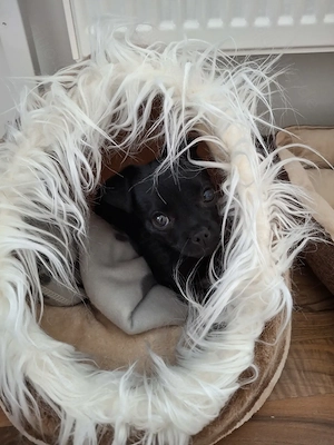 Chihuahua Hündin 