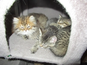 BKH Kitten- Katzenbaby- BLH Kitten